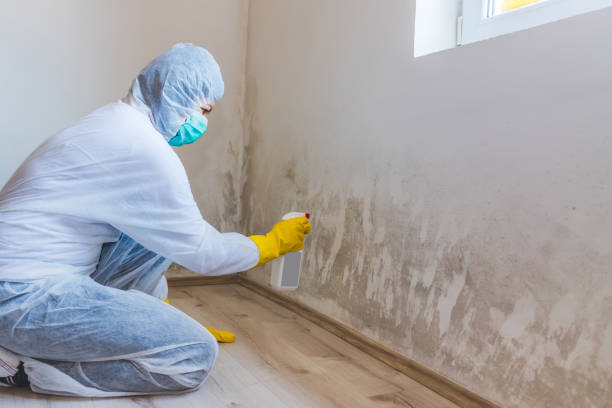 Licensed Black Mold Removal service in Marlton, MD - WQB Mold Removal