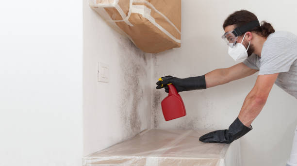 Professional Black Mold Removal technician working in Marlton, MD
