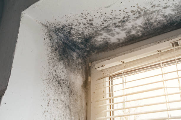 Affordable Black Mold Removal solutions in Marlton, MD